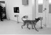 Trained Dogs Reach 94% Accuracy While Detecting Covid