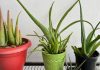 How To Care For Aloe Vera Plant