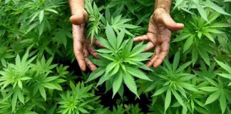 Pakistan Can Earn $8 Billion Through Marijuana