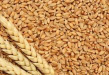 Government Looking to Import wheat from Russian at a lower cost