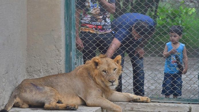 Pakistan Zoo cancels auction for lions in response to criticism from WWF
