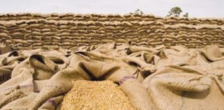 Punjab Wheat Prices Plummet as Government Delays Procurement