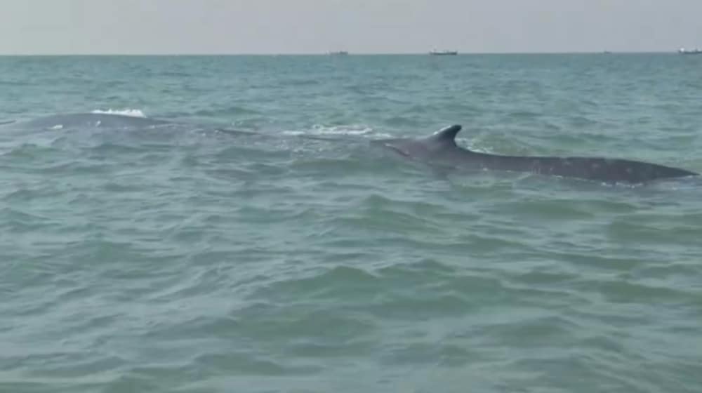 Rare Whale Spotted for the First Time in Pakistan [Video]