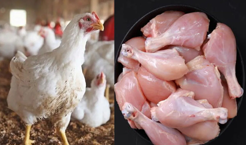Chicken Prices Plummet by Rs. 78 Overnight in Punjab