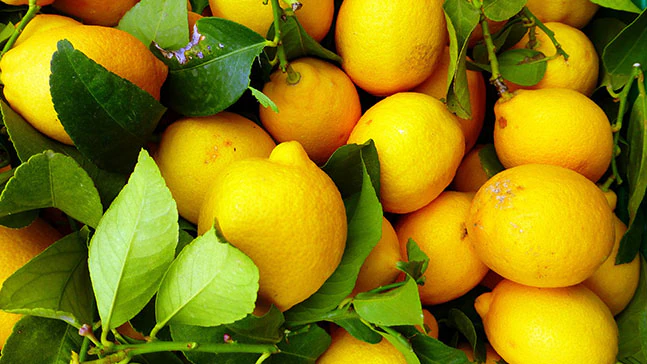 Record-High Lemon Prices Surge Amid Severe Heatwave