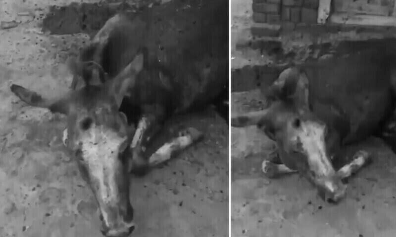 Donkey’s legs severed by landlord in Muzaffargarh for entering field, police arrest suspect.