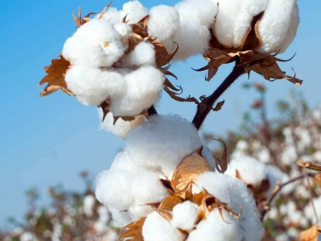 Cotton