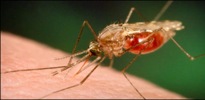 Sindh Sees Alarming Surge in Malaria Cases Within a Week