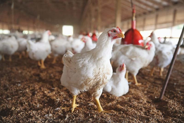 Chicken