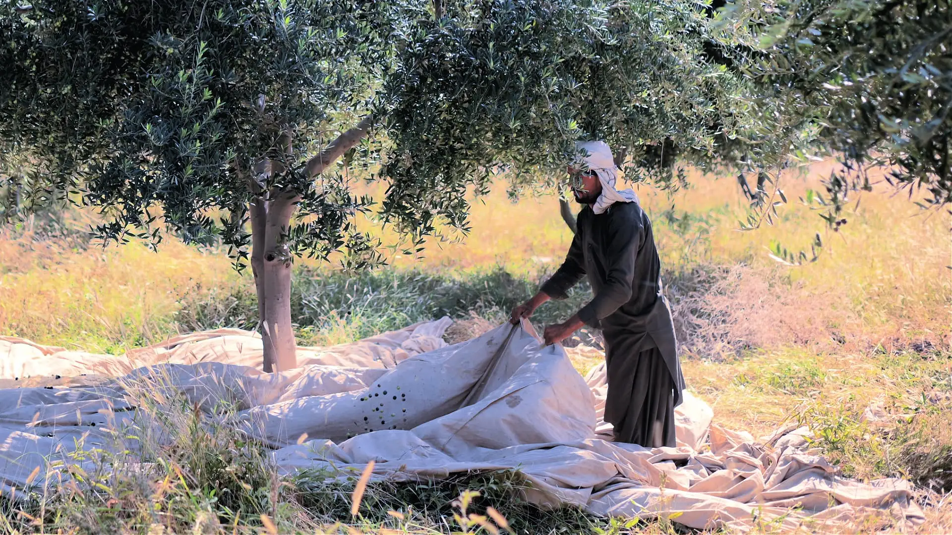 Loralai Olives
