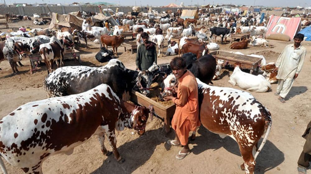 Eid ul-Adha