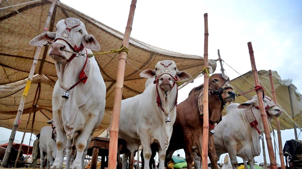Cattle Market