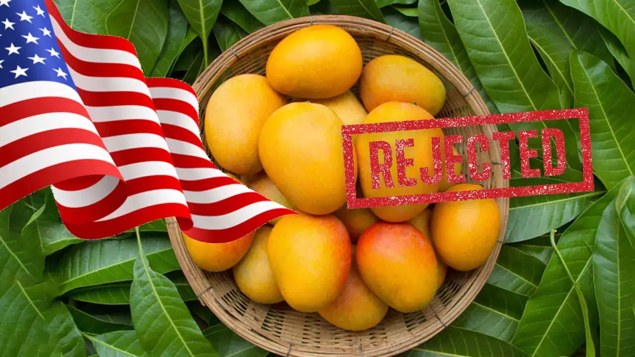 Indian Mango
