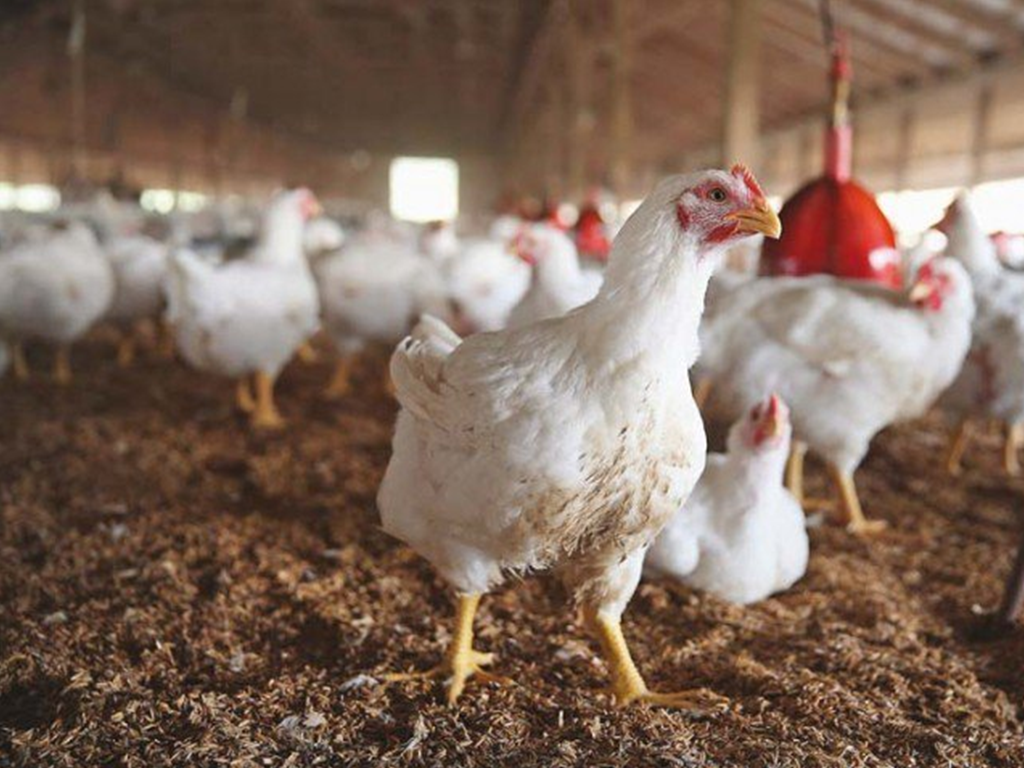 Chicken Prices Fall