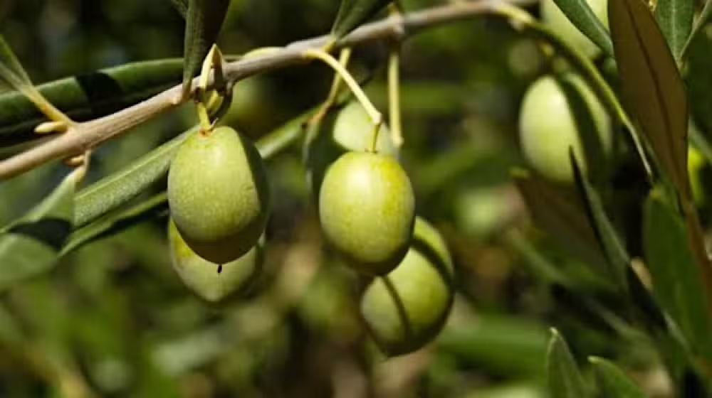 Olive Farming