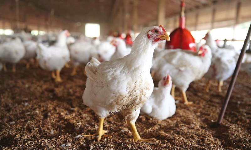 Chicken Meat