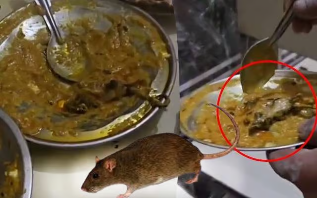 Dead Rat