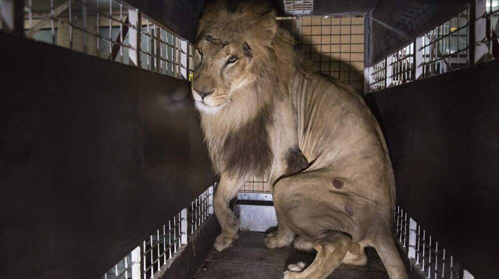Six Lions
